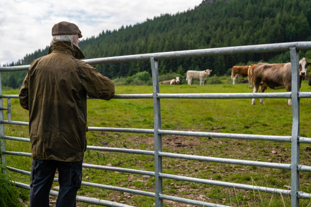 istock Grey haired senior man looking at beef cattle 1324921681