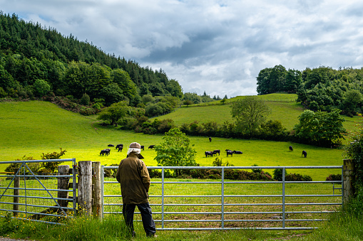 Active senior man looking at beef cattle grazing in a field on a summer morning in south west Scotland