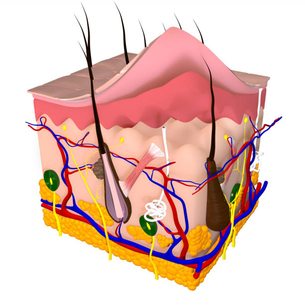 istock 3d Illustration of the Human Skin Layers 1324922970
