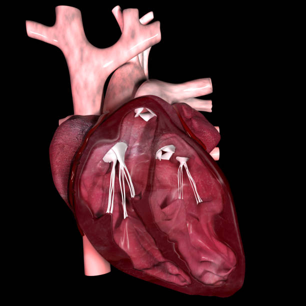 istock 3d Illustration of Heart Section 1324922983
