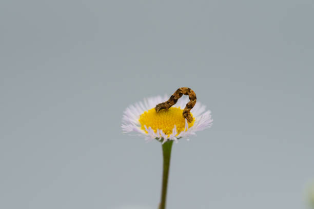 Lime-speck Pug Eupithecia centaureata caterpiler on a blossoming sunflower