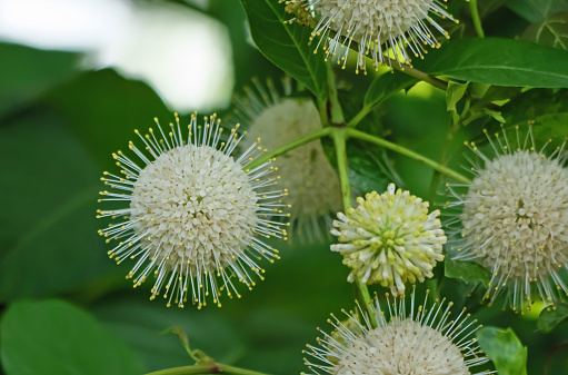 Close up white buttonbush flower growing by lake tarpon in Florida