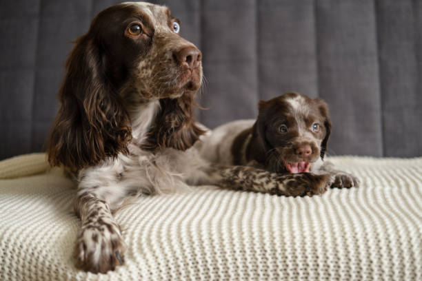 istock Russian spaniel chocolate merle dog with puppy lying on couch 1324924112