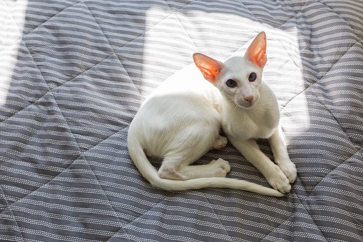 Gato blanco oriental de pelo corto durmiendo al sol photo
