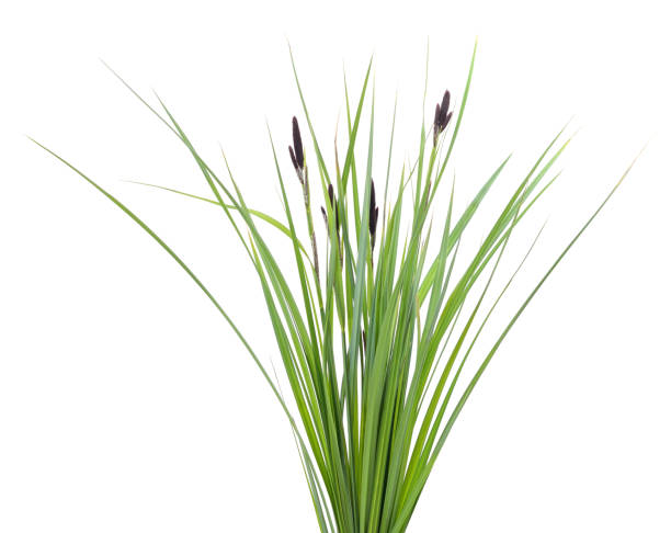 istock Bunch of green sedge with flower. 1324925321