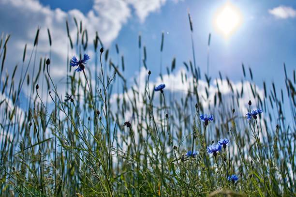 istock Grain in front of the blue sky 1324925378