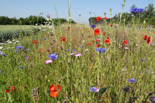 a field margin with poppies, cornflowers and marguerites