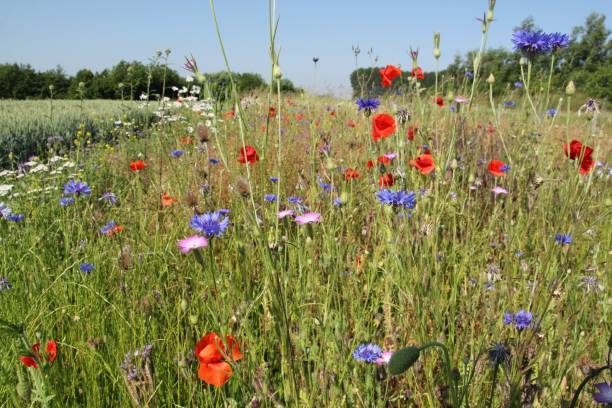 a field margin with poppies, cornflowers and marguerites a beautiful field margin in the dutch countryside in springtime with red poppies, cornflowers and marguerites grass shoulder stock pictures, royalty-free photos & images