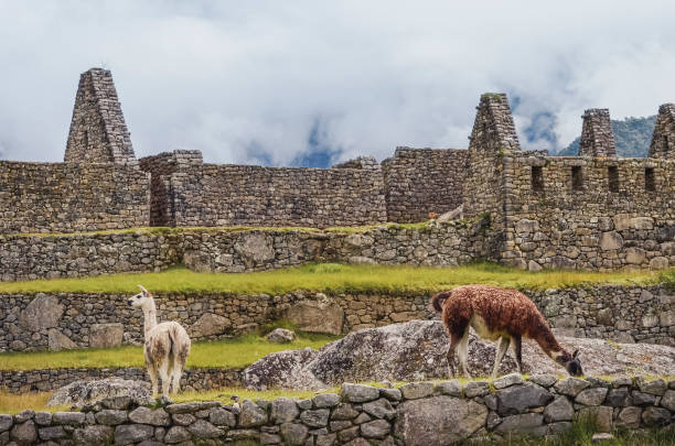 Two llamas between ruins of Machu Picchu stock photo