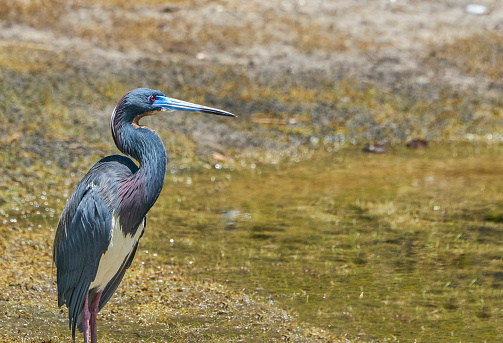 Close-up of a great blue heron, seen in the wild in a North California marsh