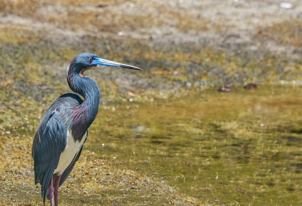 garça tricolor com plumagem de acasalamento total no orlando wetlands park na flórida central - tricolored heron - fotografias e filmes do acervo