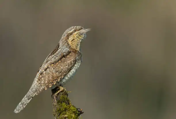 Calling male eurasian wryneck (Jynx torquilla) perching on a stick covered with moss.
