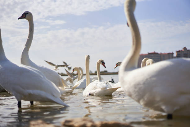 Beautiful white swan flock floating in the lake. Swan Lake.
