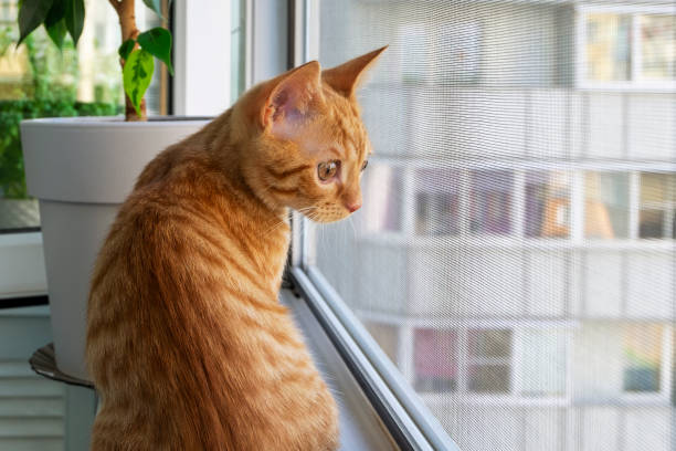 istock Ginger tabby kitten sitting on the windowsill and looking out 1324932086