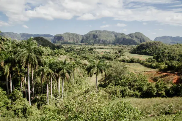 A high angle shot of Vinales valley with many trees and fields in Cuba. Travel destinations concept