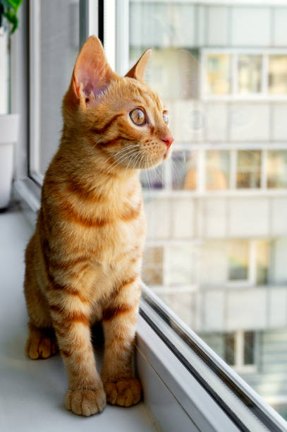 istock Ginger tabby kitten sitting on the windowsill and looking out 1324932185