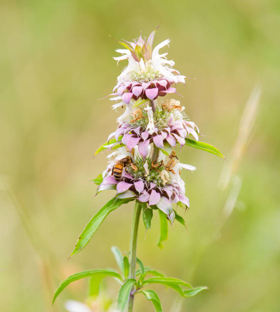 istock Bee In The Flowers 1324934147