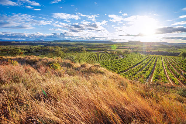 Swiss vineyard at dusk, a country road under a cloudy sunset sky.