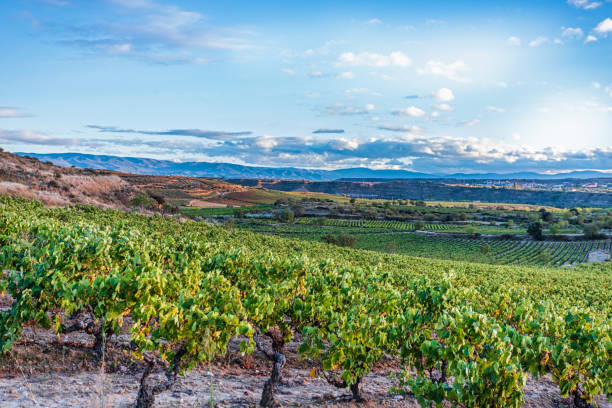 istock Rioja Vineyard Valley in autumn at sunset 1324934346