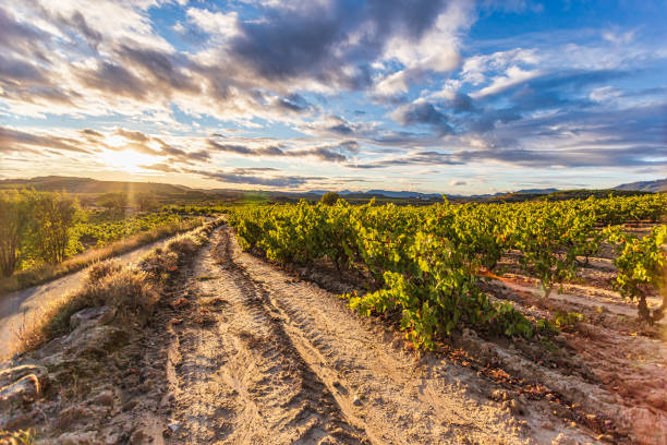 istock Rioja Vineyard Valley in autumn at sunset 1324934532