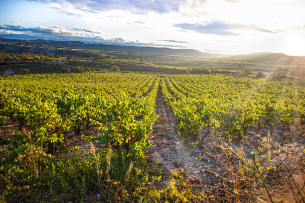 istock Rioja Vineyard Valley in autumn at sunset 1324934887