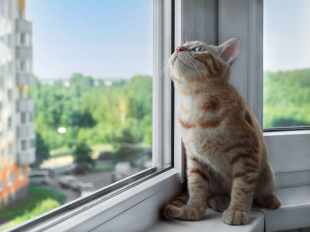 istock Ginger tabby kitten sits on the windowsill and looks up 1324935091