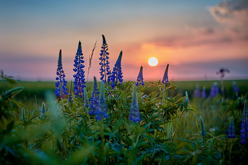 summer sunset with wild lupines
