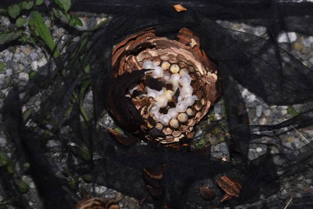 istock Extermination of hornets. Nest removal work. 1324935572
