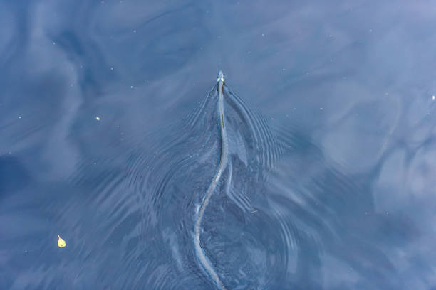 istock Grass snake grass snake Natrix natrix swimming in a lake.. 1324936485