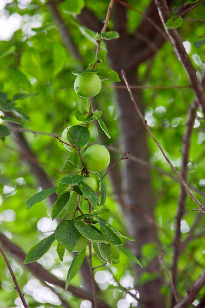 istock Organic Fruit Plum on the Branch 1324937171