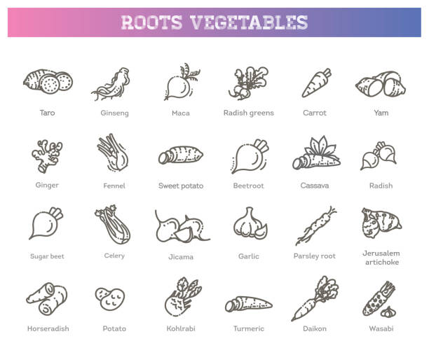 vektorsammlung mit verschiedenen wurzelgemüsesorten - yam stock-grafiken, -clipart, -cartoons und -symbole