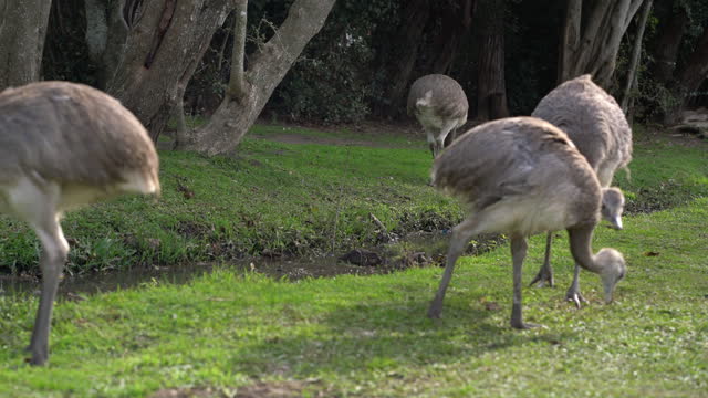 Group of emus in breeding farm