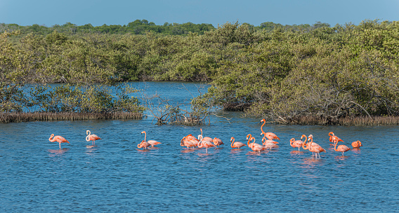 Group of Caribbean flamingoes eating in the early morning