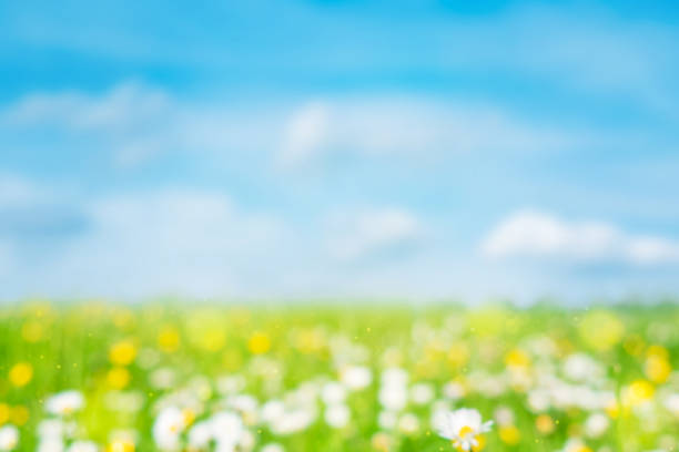 Chamomile daisies in green field with sunshine and flying butterflies. Summer natural landscape with blue sky and white clouds