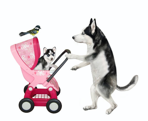istock Dog husky pushes pink stroller with puppy 1324940868