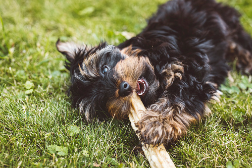 Yorkshire terrier puppy, pure breed, small dog, playing outside on the grass, chewing on something.