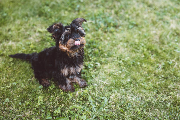 istock Puppy playing outside on the grass 1324941933