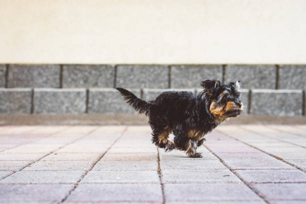 istock Small puppy exploring the outside world 1324941950