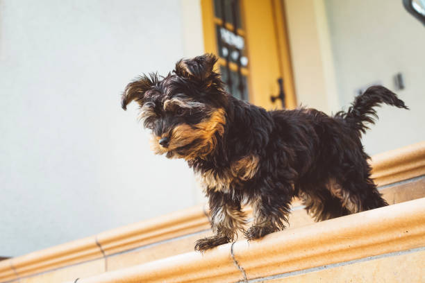 A Miniature Schnauzer looking out a window on a rainy day, wishing she could go out but not get wet.