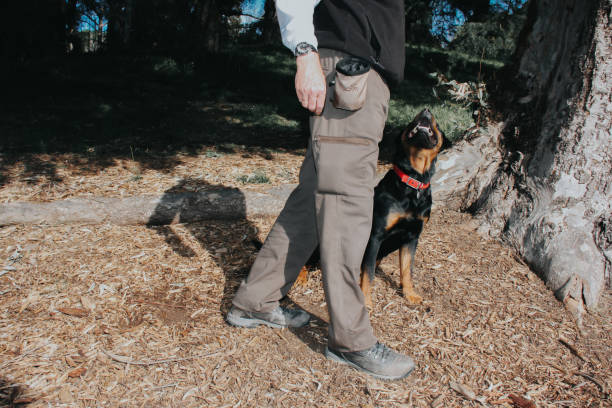 istock Unrecognizable man doing a dog training with his Rottweiler dog 1324942003
