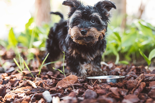 Yorkshire terrier puppy, pure breed, small dog, playing outside, exploring the great outdoors.