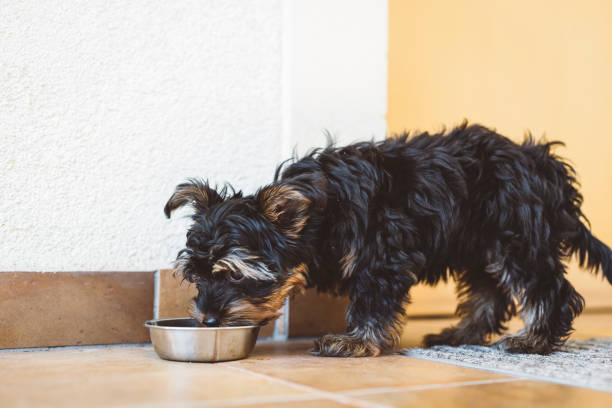 istock Hungry Yorkshire terrier eating his diner 1324942045