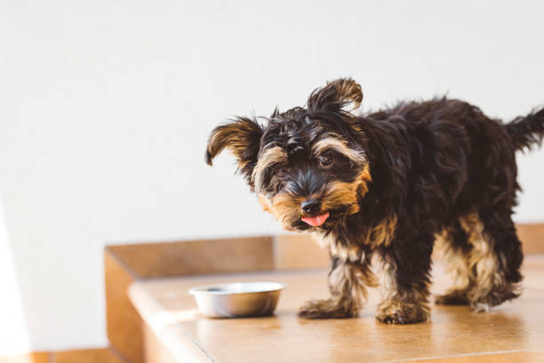 istock Hungry Yorkshire terrier eating his diner 1324942048