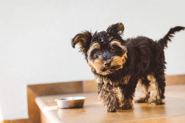 istock Hungry Yorkshire terrier eating his diner 1324942055