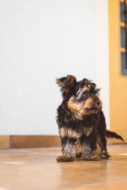 istock Vertical puppy portrait 1324942070