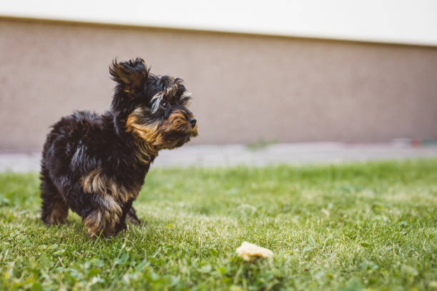 istock Playful puppy having fun outside 1324942085