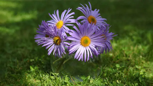 A beautiful bouquet daisies.Flowers background.Beautiful purple daisies in a transparent round vase on a beautiful blurred green background.  Ecology. Postcard. Greetings. Gift. Incredible flowers.