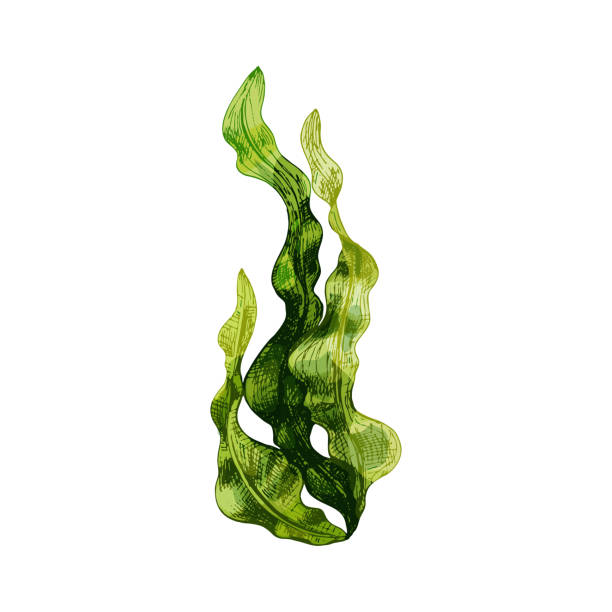 라미나리아 해초. 흰색 배경에 고립 된 빈티지 부화 색상 그림 - seaweed stock illustrations