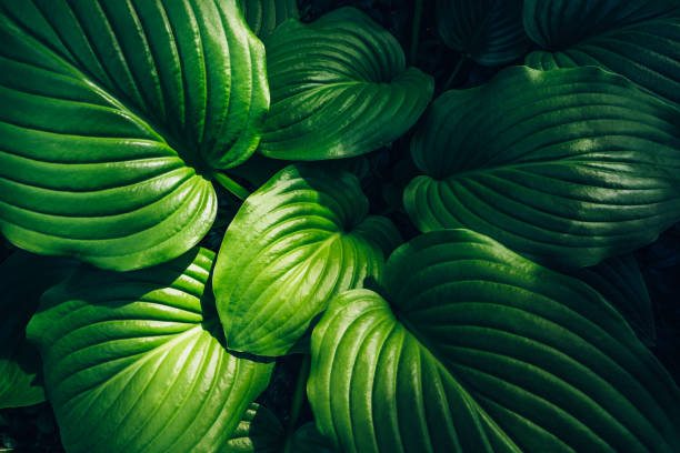 istock Hosta green leaves top view, summer or spring plant foliage background, natural decorative flower garden 1324943435