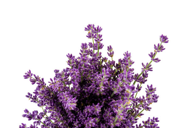 istock Lavender flowers isolated on white background. Close up. Space for text 1324943456
